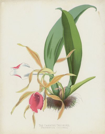 El Trichopil Carmesí, Trichopilia Coccinea de English School